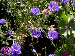 Картинка deutschland цветы васильки