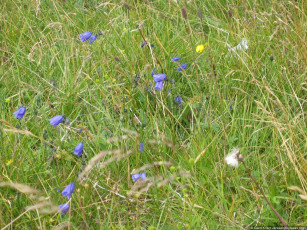 Картинка luga цветы колокольчики