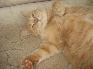 Картинка животные коты