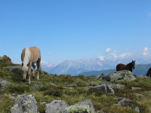 Картинка животные лошади