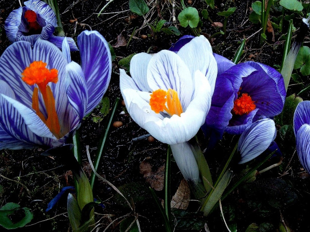 Обои картинки фото deutschland, цветы, крокусы