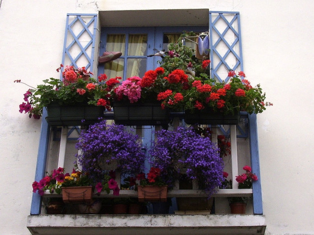 Обои картинки фото deutschland, цветы, разные, вместе