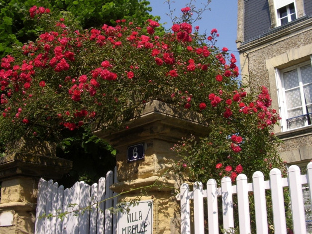 Обои картинки фото deutschland, цветы, розы