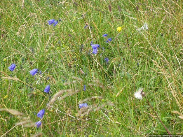 Обои картинки фото luga, цветы, колокольчики