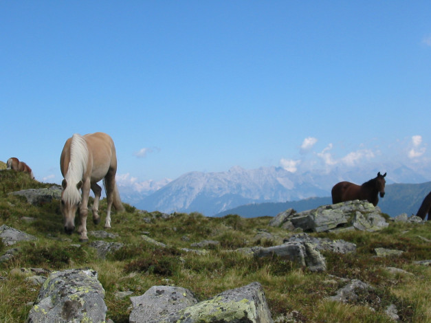 Обои картинки фото животные, лошади