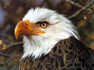 Картинка рисованные животные птицы орлы