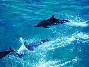 Картинка животные дельфины