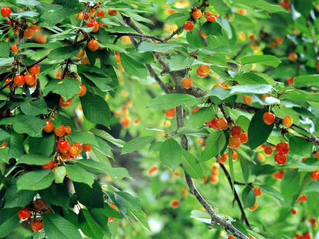 Обои картинки фото 