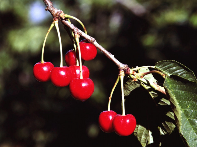 Обои картинки фото 