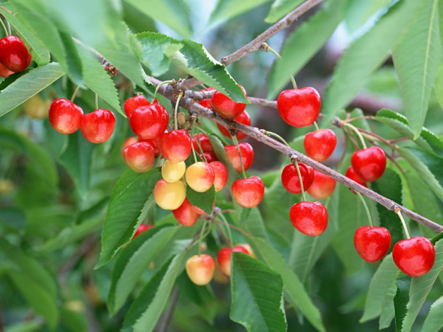 Обои картинки фото 