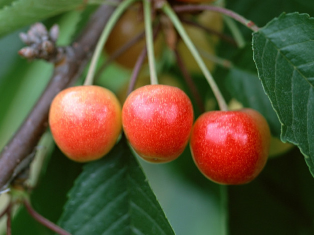 Обои картинки фото 