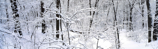 Обои картинки фото природа