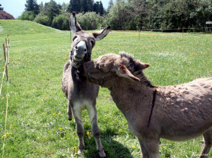 Картинка животные ослы