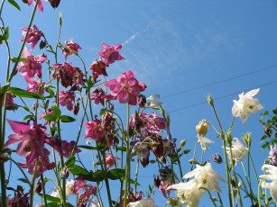 Картинка цветы аквилегия водосбор