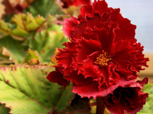 Картинка цветы бегония