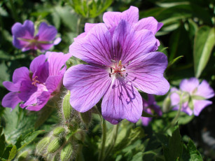 Картинка цветы герань
