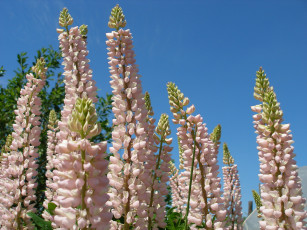 Картинка цветы люпин