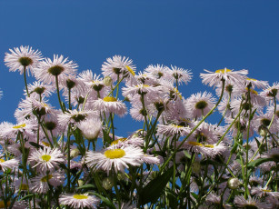 Картинка цветы ромашки