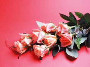 обоя цветы, розы