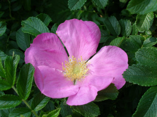 Картинка цветы шиповник