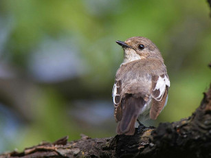 Картинка животные птицы