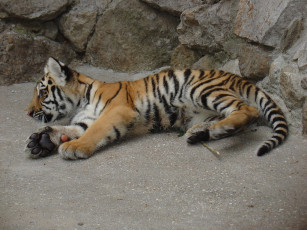 Картинка животные тигры