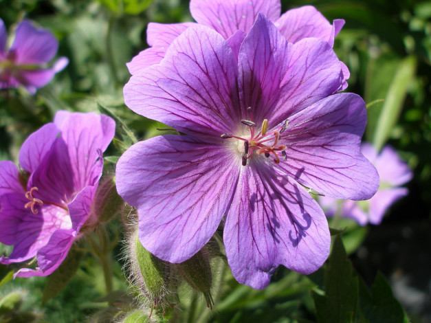 Обои картинки фото цветы, герань