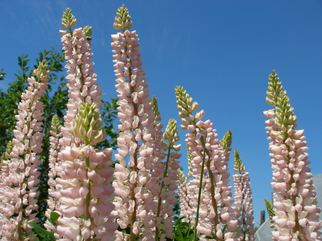 Обои картинки фото цветы, люпин