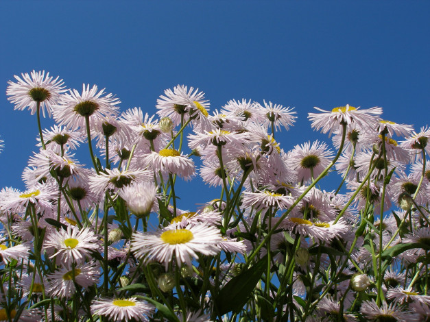 Обои картинки фото цветы, ромашки