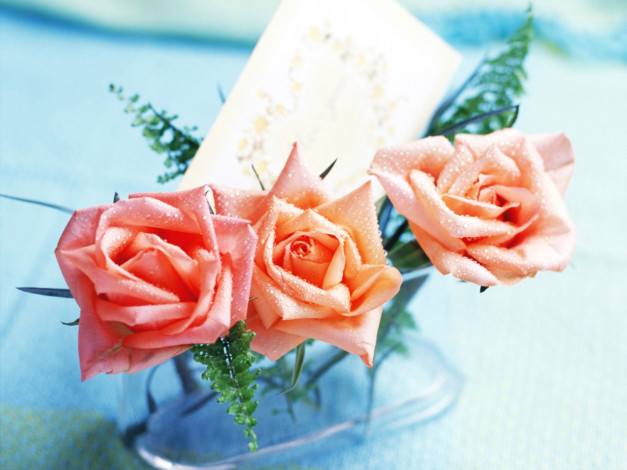 Обои картинки фото цветы, розы