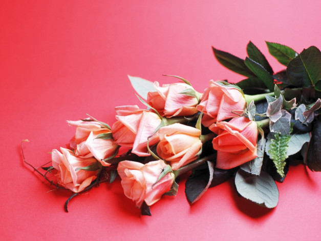 Обои картинки фото цветы, розы