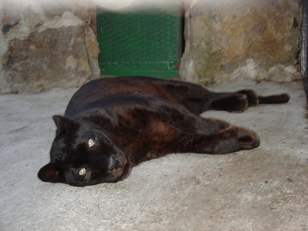 Обои картинки фото животные, пантеры