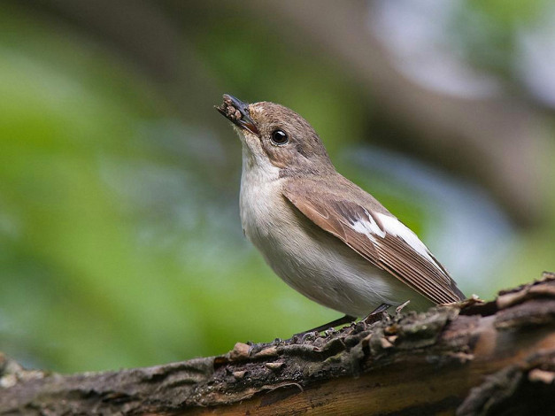 Обои картинки фото животные, птицы