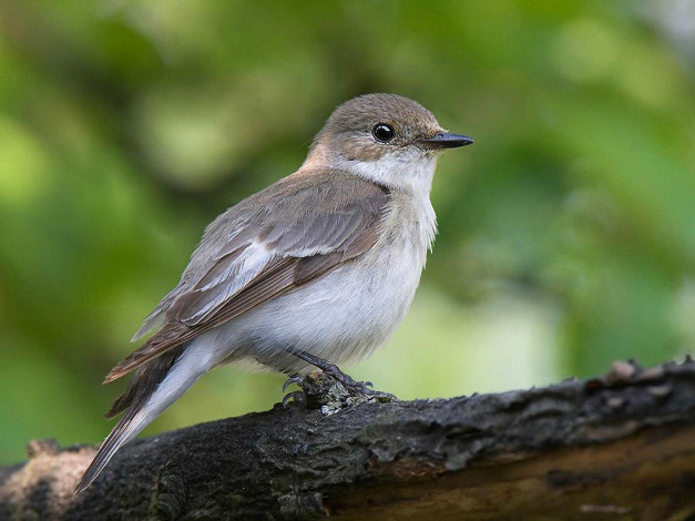 Обои картинки фото животные, птицы
