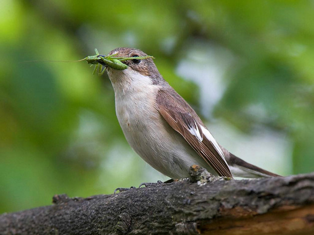 Обои картинки фото животные, птицы