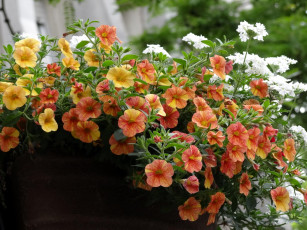 Картинка цветы петунии калибрахоа