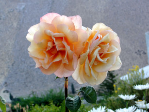 Картинка цветы розы