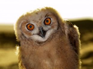 Картинка животные совы совёнок птенец