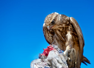 Картинка животные птицы хищники трапеза