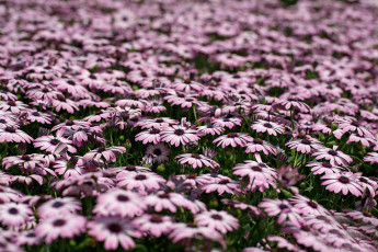 Картинка цветы диморфотеки деревья вода