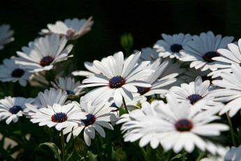 Картинка цветы диморфотеки вода деревья