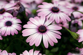 Картинка цветы диморфотеки вода деревья