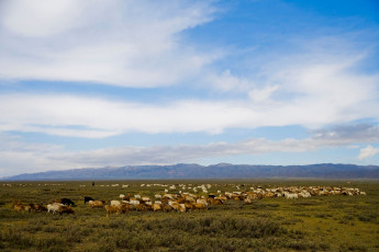 Картинка животные козы пастбище