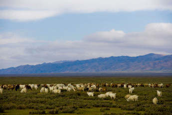 Картинка животные козы пастбище