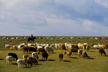 Картинка животные козы пастбище