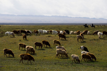 Картинка животные козы пастбище