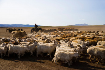 Картинка животные козы пастбище