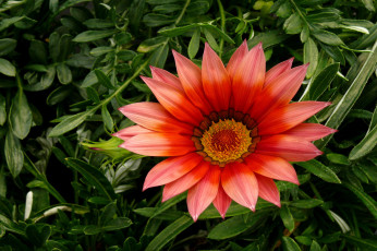 Картинка цветы газания