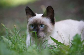 Картинка животные коты кот