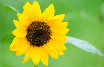 Картинка цветы подсолнухи подсолнух